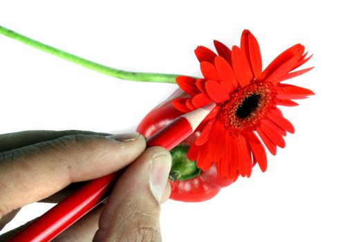 A metaphorical image of an artists hand coloring a red flower and capsicum, with a red pencil.