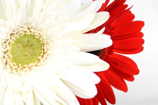 A background of a close view of red and white flowers, on white background.