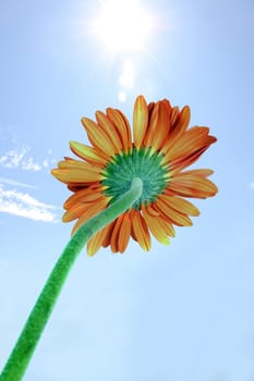 A metaphorical image of an orange flower facing the sun, harnessing the solar power.