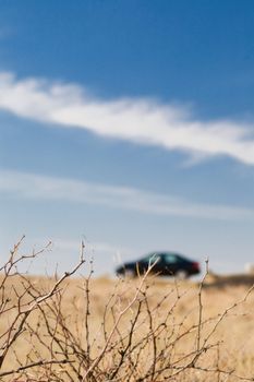 view from the dry branches to the car