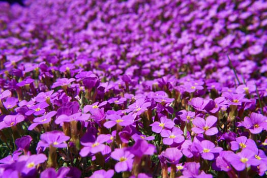 Close-up of some violett flowers sea of flowers