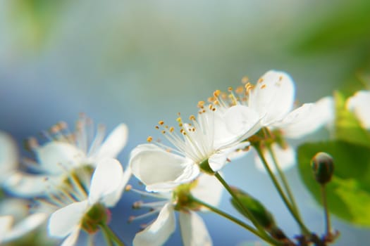 Close-up of some summer flowers outside in nature