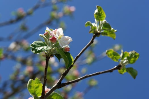 apple blossoms against blue sky on a sunny day