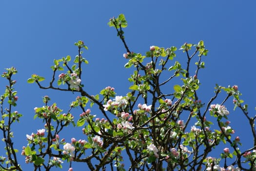 apple blossoms against blue sky on a sunny day