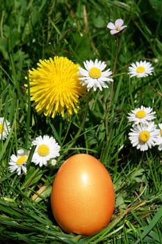 colorful Easter egg in the fresh  spring meadow