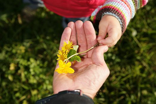 A child give its a parent a spring flower............