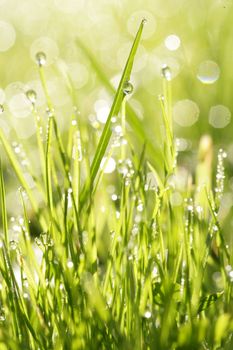 close-up of grass with dewdros, very shallow focus............