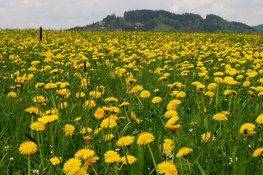 Spring flowers in the field on a sunny day