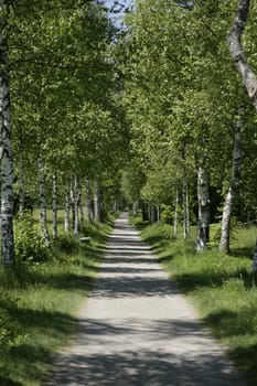 Picture of a wooden path outside in summer