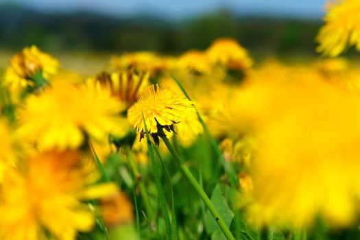 beautiful spring flowers on a sunny day