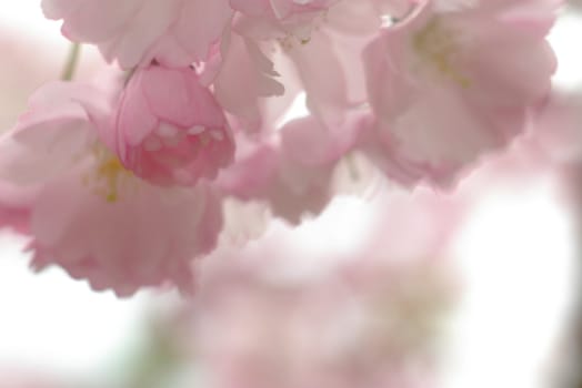 details of cherry blossom in the spring