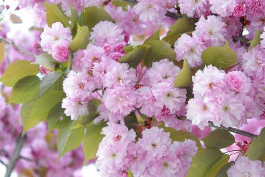 Details of cherry blossom. at spring time