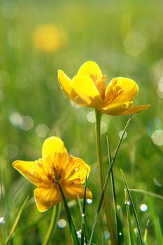 spring flowers in the meadow on a sunny day