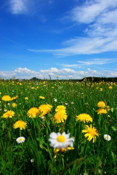 beautiful spring flowers against blue sky back