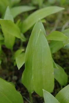 young bear's garlic in spring on a cloudy day