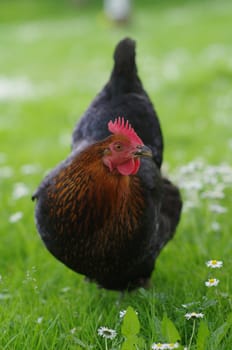 Hen outside in the meadow in spring time