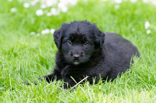 cute puppies in the meadow in spring time