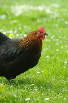 Hen outside in the meadow in spring time