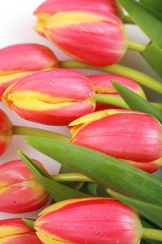 Tulips isolated on a white and background