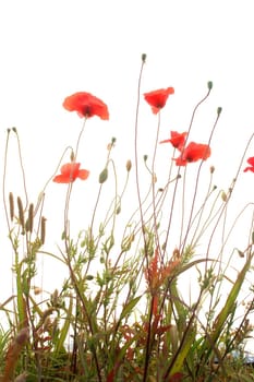 red poppies isolated on a white background