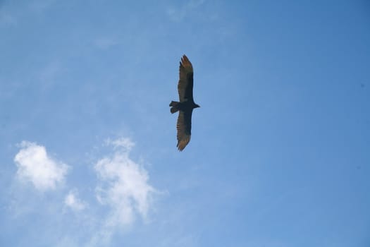 Picture of a flying eagle infront of wonderfull clouds