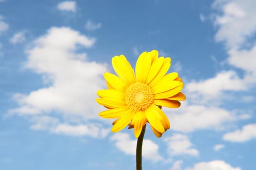 Gerbera against the sky on a sunny day