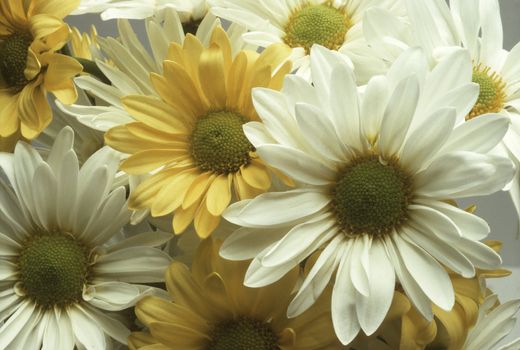 Closeup of yellow and white daisies