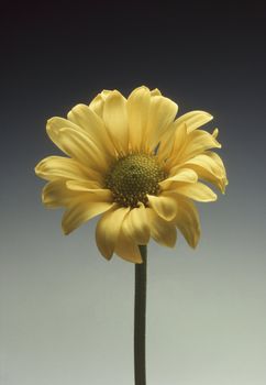 Single yellow daisy against a gray gradated background