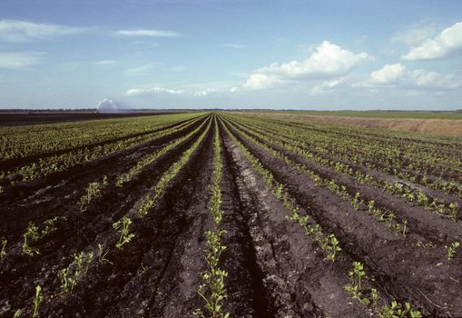 Rows of young celery in a Florida field