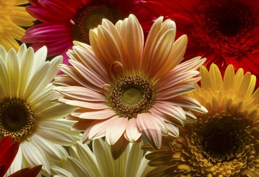 Closeup of an arrangement of colorful Gerber daisies