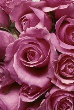 Closeup of pink roses in a tight arrangment BFS20929214