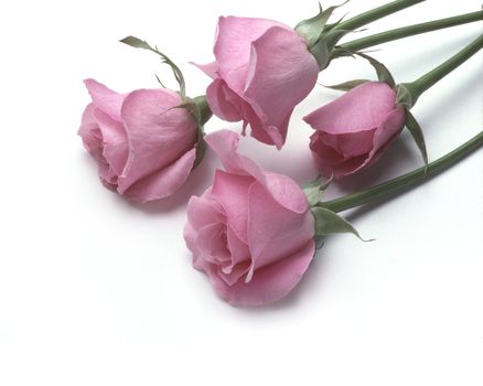 Four pink roses lying on a white background