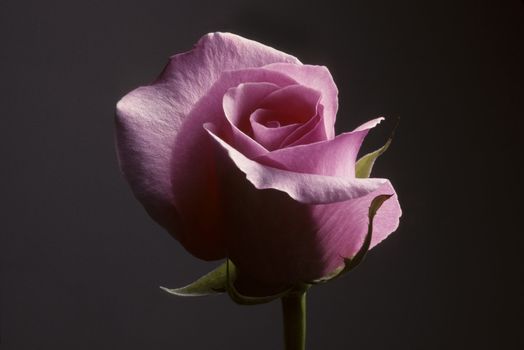 Closeup of a pink rose against a dark gray background