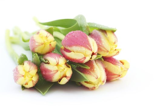 Colorful fresh spring tulips flowers