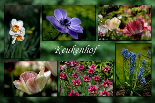 Collection of flowers - postcard from Keukenhof