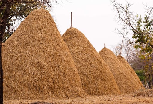 Pile of straw by product from rice field  after collecting season.