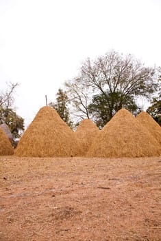 Pile of straw by product from rice field  after collecting season.