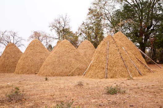 Pile of straw by product from rice field  after collecting season.