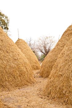 Pile of straw by product from rice field  after collecting season.