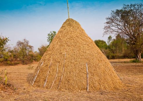 Pile of straw by product from rice field  after collecting season.