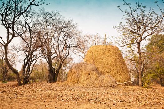 Pile of straw by product from rice field  after collecting season.