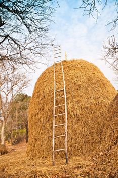 Pile of straw by product from rice field  after collecting season.