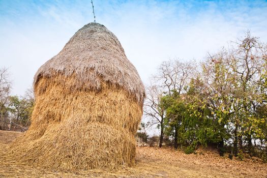 Pile of straw by product from rice field  after collecting season.