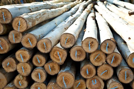 Background of dry eucalyptus chopped firewood logs stacked up on top of each other in a pile.