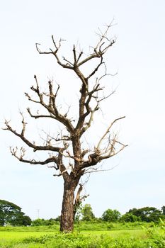 Dead wood in green field.