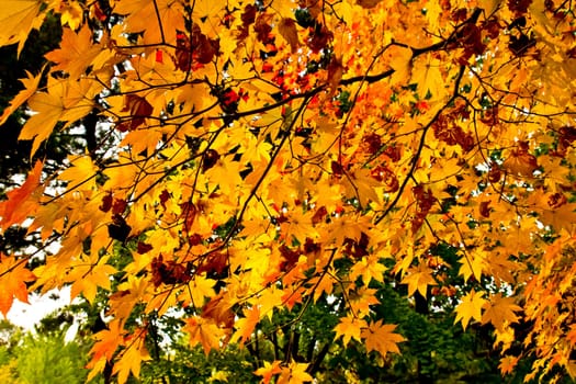 Maple leaves hanging on long bunch in early Autumn.