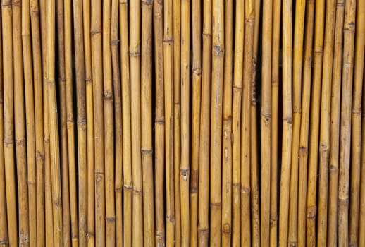 Yellow little bamboo trunks were in line by nails and arranged in fencing form.