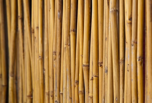 Yellow little bamboo trunks were in line by nails and arranged in fencing form.