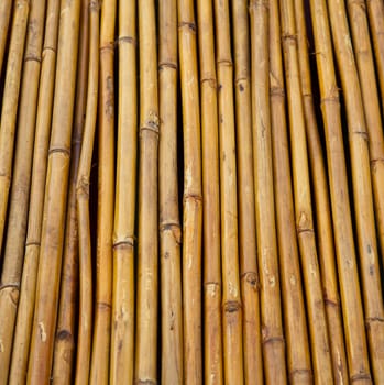 Yellow little bamboo trunks were in line by nails and arranged in fencing form.