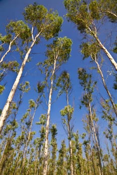 eucalyptus trees on the background of blue sky